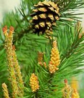 PINE